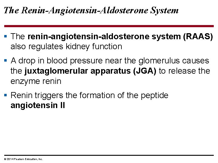 The Renin-Angiotensin-Aldosterone System § The renin-angiotensin-aldosterone system (RAAS) also regulates kidney function § A