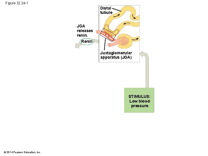 Figure 32. 24 -1 Distal tubule JGA releases renin. Renin Juxtaglomerular apparatus (JGA) STIMULUS: