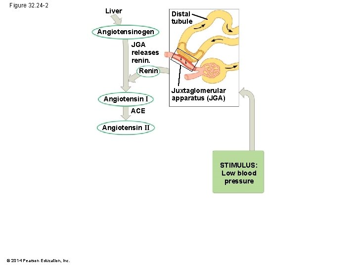 Figure 32. 24 -2 Liver Distal tubule Angiotensinogen JGA releases renin. Renin Angiotensin I