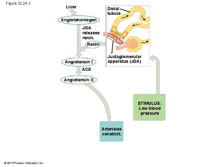 Figure 32. 24 -3 Liver Distal tubule Angiotensinogen JGA releases renin. Renin Angiotensin I