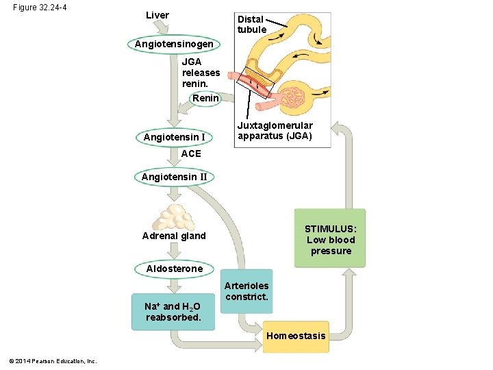 Figure 32. 24 -4 Liver Distal tubule Angiotensinogen JGA releases renin. Renin Angiotensin I