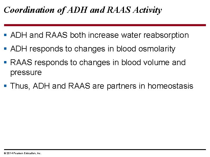 Coordination of ADH and RAAS Activity § ADH and RAAS both increase water reabsorption