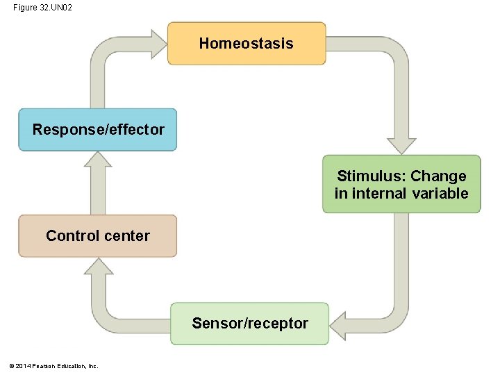 Figure 32. UN 02 Homeostasis Response/effector Stimulus: Change in internal variable Control center Sensor/receptor