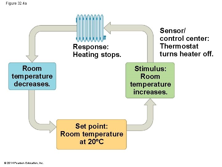 Figure 32. 4 a Response: Heating stops. Room temperature decreases. Stimulus: Room temperature increases.