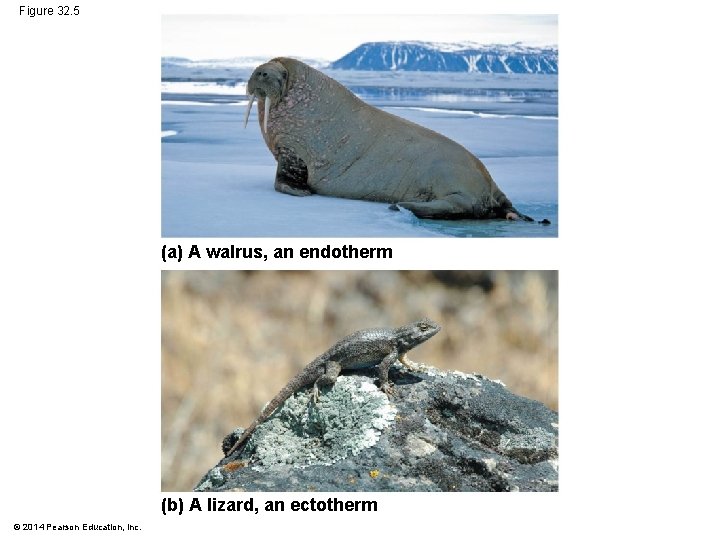 Figure 32. 5 (a) A walrus, an endotherm (b) A lizard, an ectotherm ©