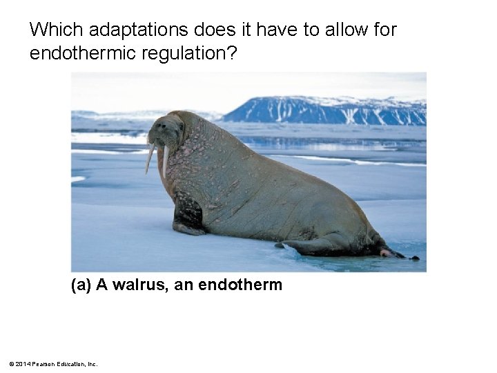 Which adaptations does it have to allow for endothermic regulation? (a) A walrus, an