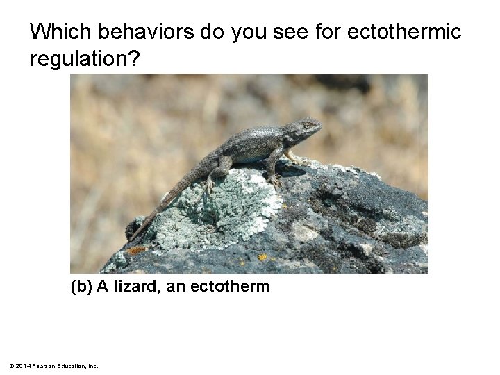 Which behaviors do you see for ectothermic regulation? (b) A lizard, an ectotherm ©