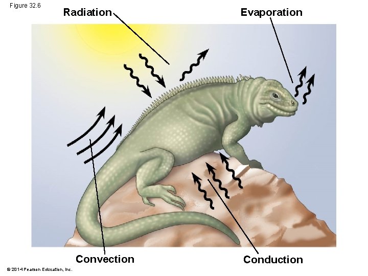 Figure 32. 6 Radiation Convection © 2014 Pearson Education, Inc. Evaporation Conduction 