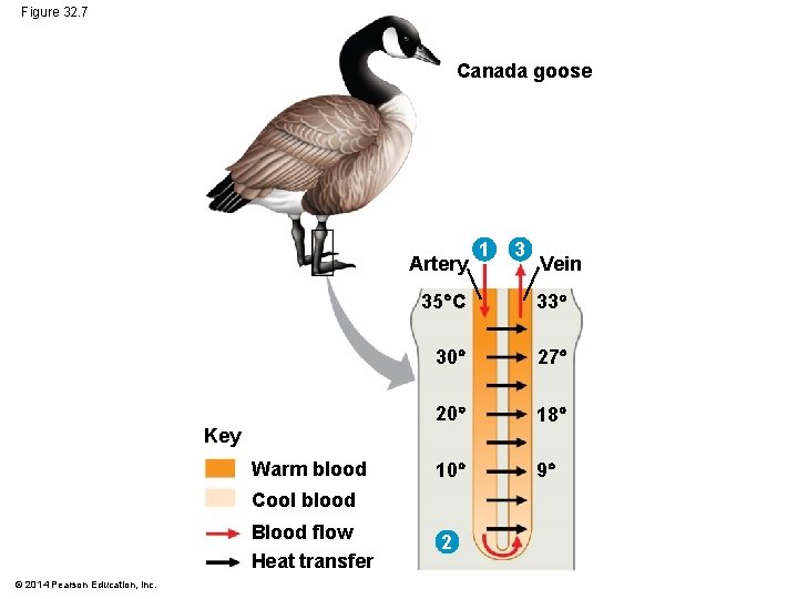 Figure 32. 7 Canada goose Artery © 2014 Pearson Education, Inc. Vein 33 30