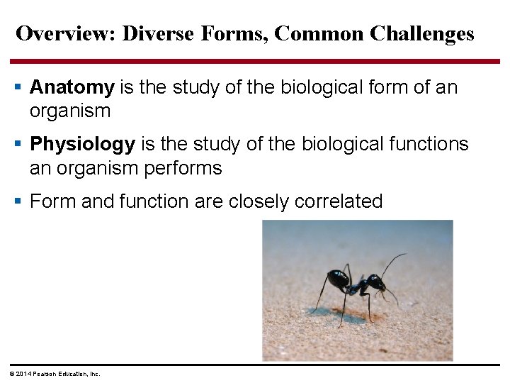 Overview: Diverse Forms, Common Challenges § Anatomy is the study of the biological form