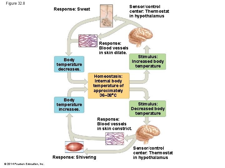 Figure 32. 8 Sensor/control center: Thermostat in hypothalamus Response: Sweat Response: Blood vessels in