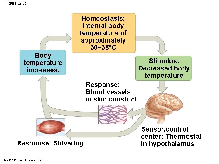 Figure 32. 8 b Homeostasis: Internal body temperature of approximately 36– 38 C Body