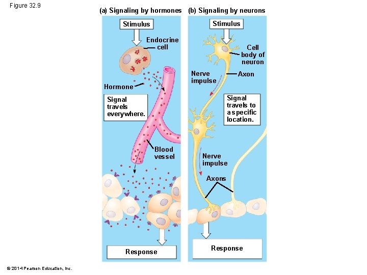 Figure 32. 9 (a) Signaling by hormones (b) Signaling by neurons Stimulus Endocrine cell