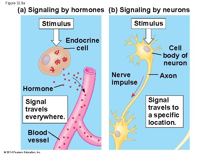 Figure 32. 9 a (a) Signaling by hormones (b) Signaling by neurons Stimulus Endocrine