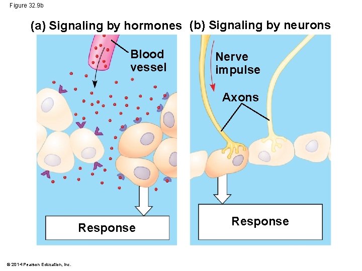 Figure 32. 9 b (a) Signaling by hormones (b) Signaling by neurons Blood vessel