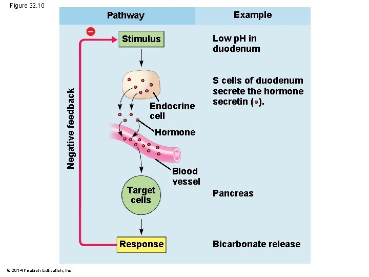 Figure 32. 10 Example Pathway Negative feedback Endocrine cell S cells of duodenum secrete
