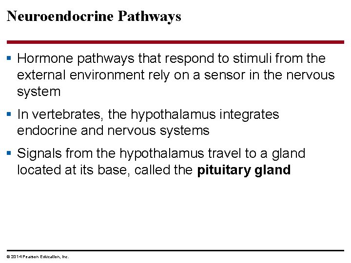 Neuroendocrine Pathways § Hormone pathways that respond to stimuli from the external environment rely