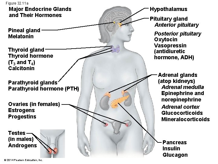 Figure 32. 11 a Major Endocrine Glands and Their Hormones Pineal gland Melatonin Thyroid