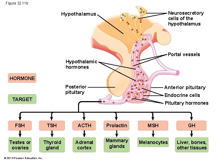 Figure 32. 11 b Neurosecretory cells of the hypothalamus Hypothalamus Portal vessels Hypothalamic hormones