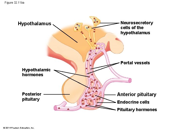 Figure 32. 11 ba Hypothalamus Neurosecretory cells of the hypothalamus Portal vessels Hypothalamic hormones
