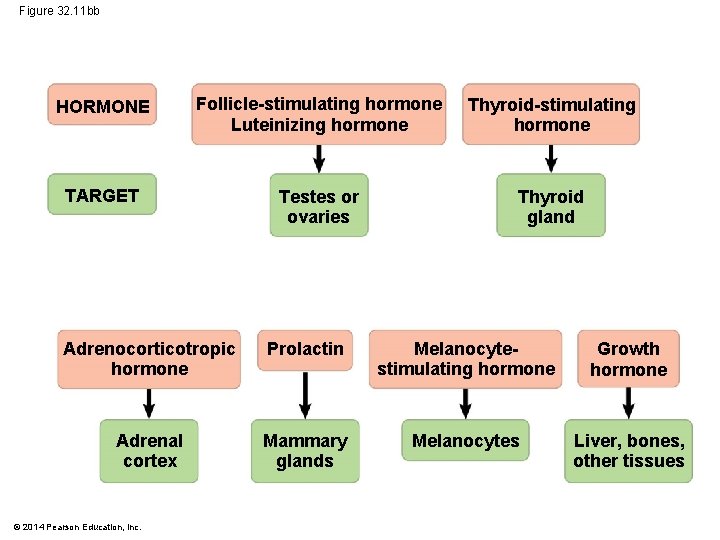 Figure 32. 11 bb HORMONE Follicle-stimulating hormone Luteinizing hormone Thyroid-stimulating hormone TARGET Testes or