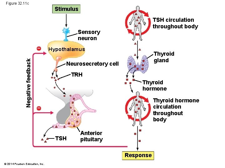 Figure 32. 11 c Stimulus TSH circulation throughout body Sensory neuron Negative feedback −