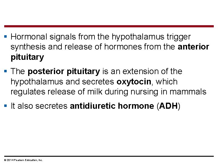 § Hormonal signals from the hypothalamus trigger synthesis and release of hormones from the