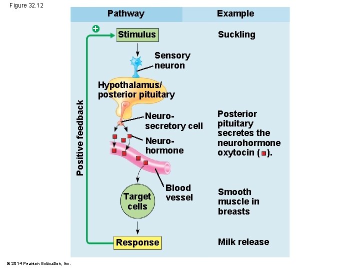 Figure 32. 12 Example Pathway Stimulus Suckling Sensory neuron Positive feedback Hypothalamus/ posterior pituitary