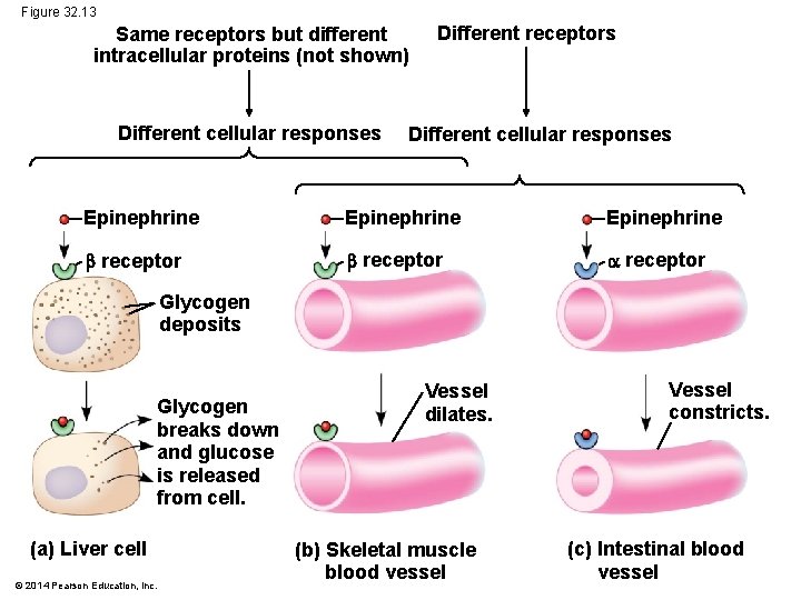 Figure 32. 13 Same receptors but different intracellular proteins (not shown) Different cellular responses
