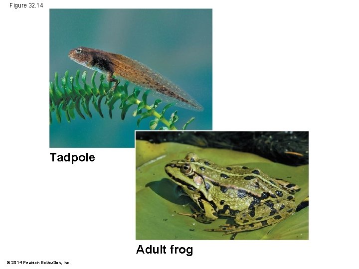 Figure 32. 14 Tadpole Adult frog © 2014 Pearson Education, Inc. 