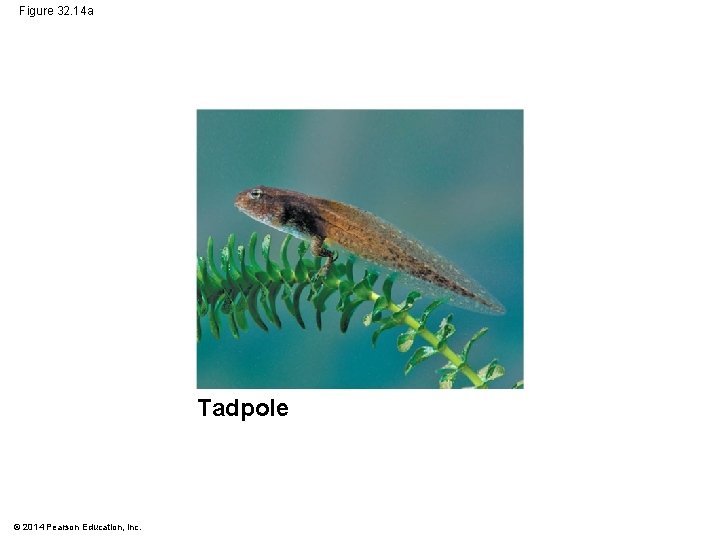 Figure 32. 14 a Tadpole © 2014 Pearson Education, Inc. 