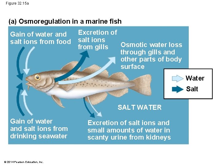 Figure 32. 15 a (a) Osmoregulation in a marine fish Gain of water and