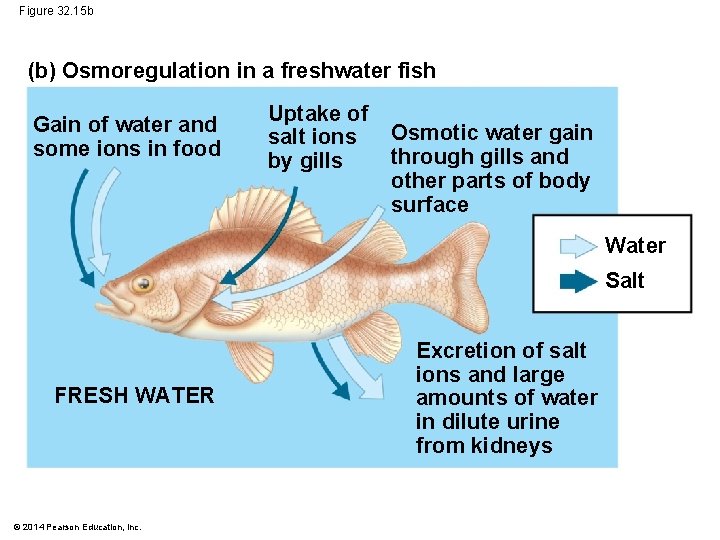 Figure 32. 15 b (b) Osmoregulation in a freshwater fish Gain of water and