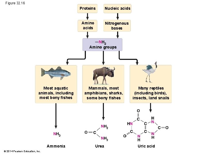 Figure 32. 16 Proteins Nucleic acids Amino acids Nitrogenous bases Amino groups Most aquatic