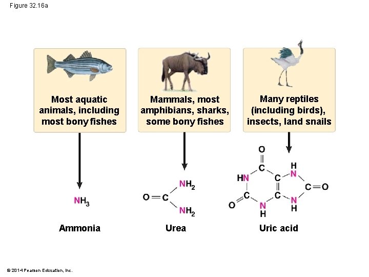 Figure 32. 16 a Most aquatic animals, including most bony fishes Ammonia © 2014