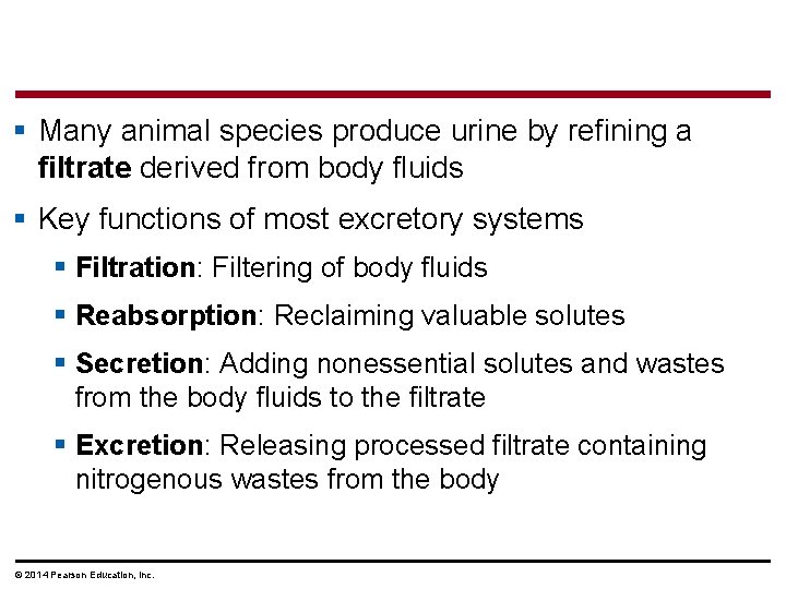 § Many animal species produce urine by refining a filtrate derived from body fluids