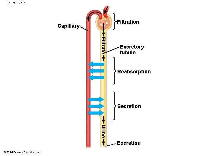 Figure 32. 17 Filtration Capillary Filtrate Excretory tubule Reabsorption Secretion Urine Excretion © 2014