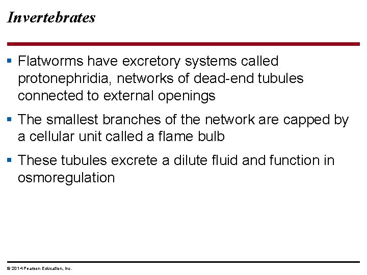 Invertebrates § Flatworms have excretory systems called protonephridia, networks of dead-end tubules connected to