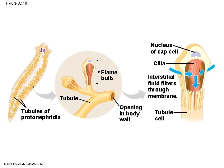 Figure 32. 18 Nucleus of cap cell Cilia Flame bulb Interstitial fluid filters through