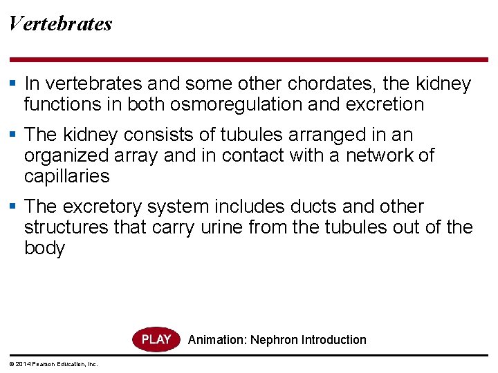 Vertebrates § In vertebrates and some other chordates, the kidney functions in both osmoregulation