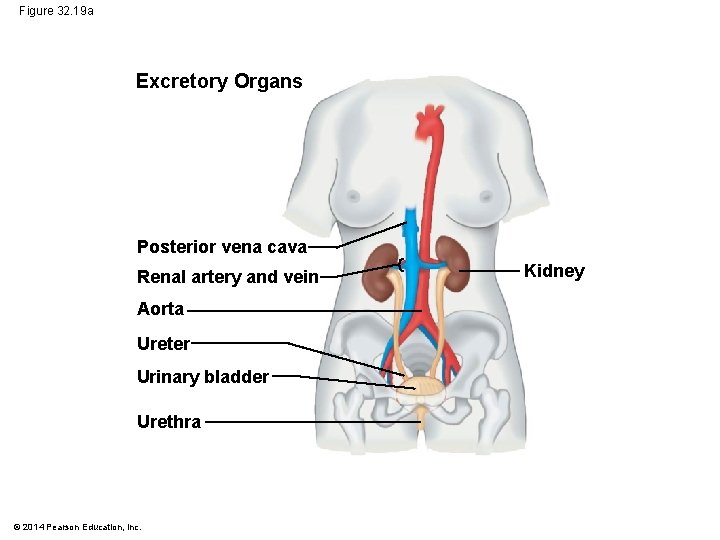 Figure 32. 19 a Excretory Organs Posterior vena cava Renal artery and vein Aorta