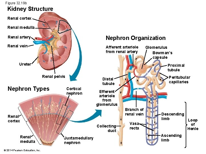 Figure 32. 19 b Kidney Structure Renal cortex Renal medulla Renal artery Nephron Organization