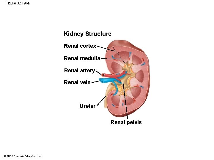 Figure 32. 19 ba Kidney Structure Renal cortex Renal medulla Renal artery Renal vein