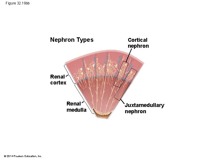 Figure 32. 19 bb Nephron Types Cortical nephron Renal cortex Renal medulla © 2014