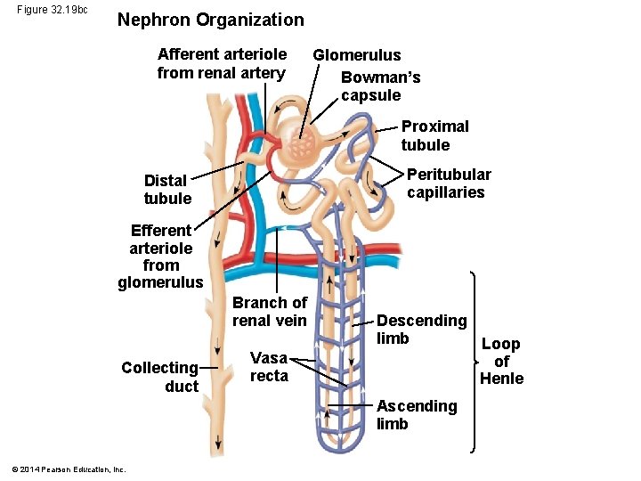 Figure 32. 19 bc Nephron Organization Afferent arteriole from renal artery Glomerulus Bowman’s capsule