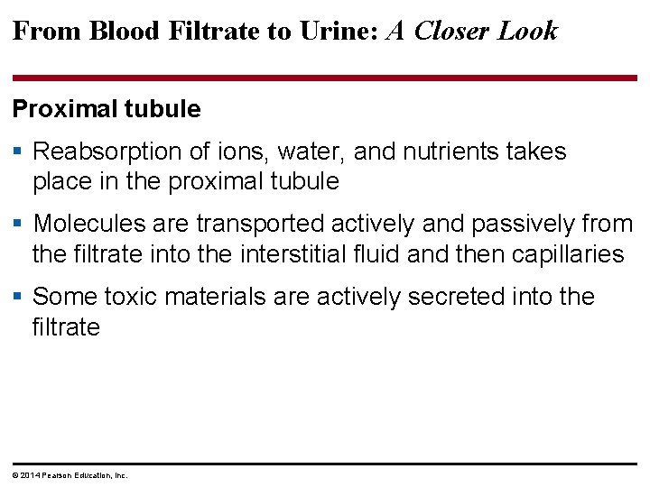 From Blood Filtrate to Urine: A Closer Look Proximal tubule § Reabsorption of ions,