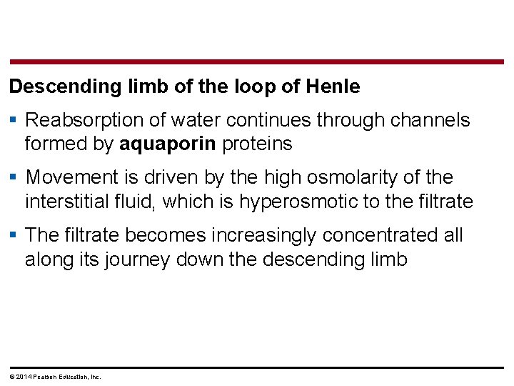 Descending limb of the loop of Henle § Reabsorption of water continues through channels