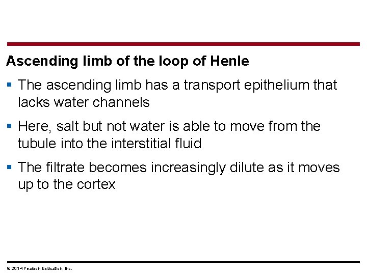 Ascending limb of the loop of Henle § The ascending limb has a transport