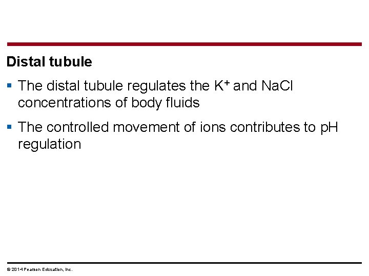 Distal tubule § The distal tubule regulates the K+ and Na. Cl concentrations of