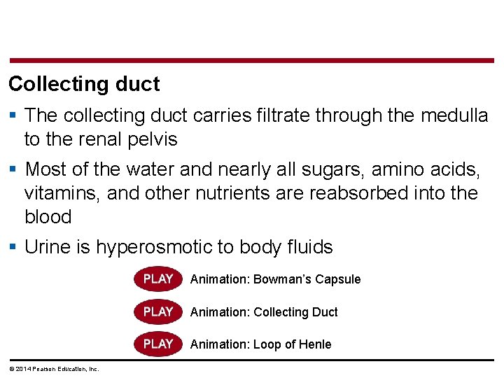 Collecting duct § The collecting duct carries filtrate through the medulla to the renal